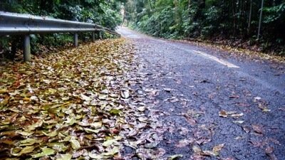 Leaves on the road in the fall.